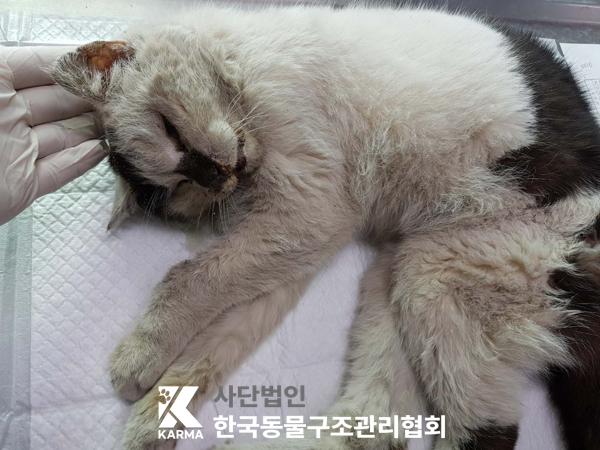 한국동물구조관리협회_411306202500259
